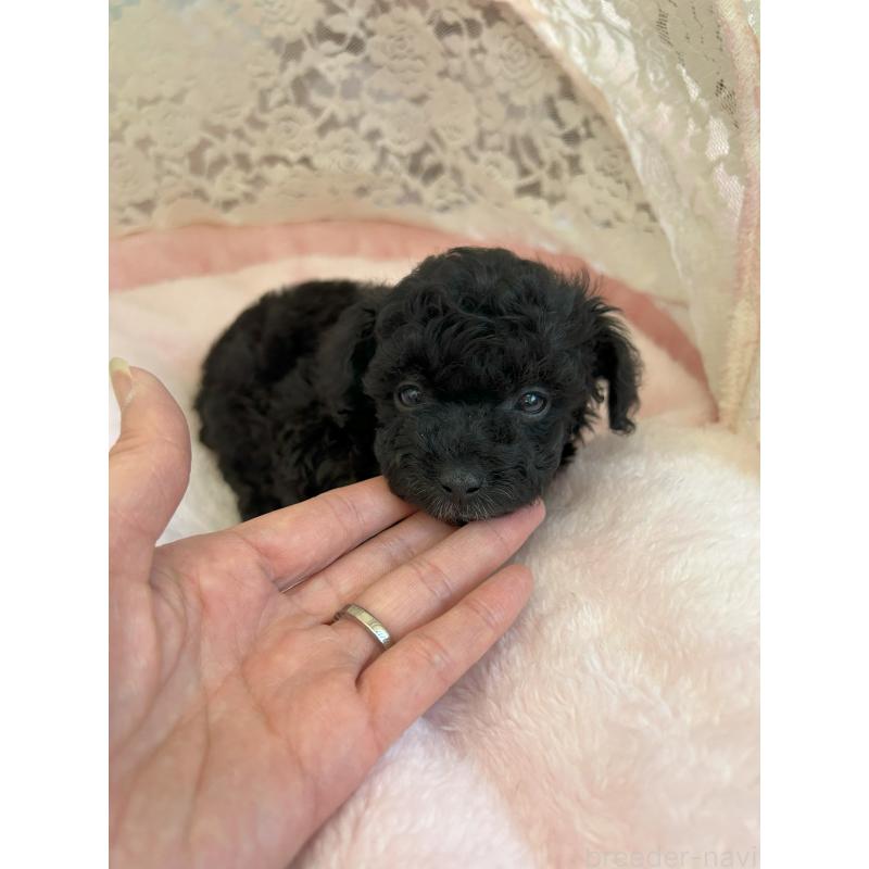 販売中の静岡県のミックス犬-410539の3枚目